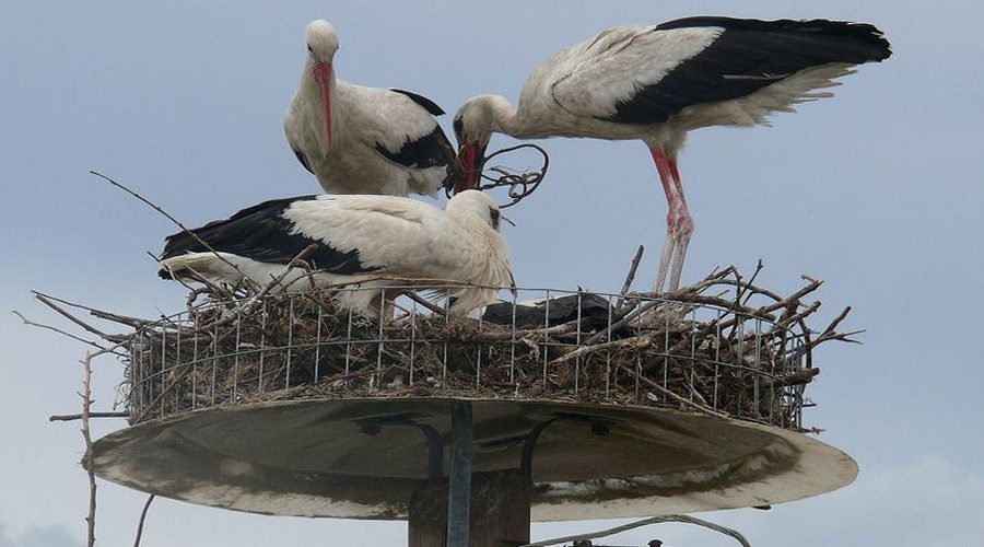 Είδες τις παρεμβάσεις της ΔΕΗ για το περιβάλλον;